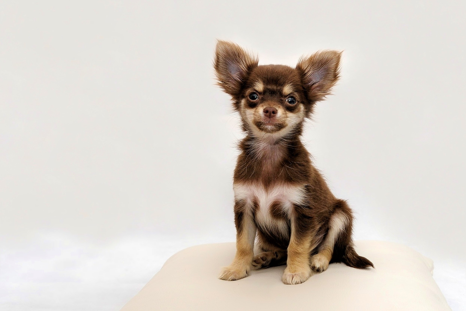 Razze di cani piccole: il Chihuahua messicano