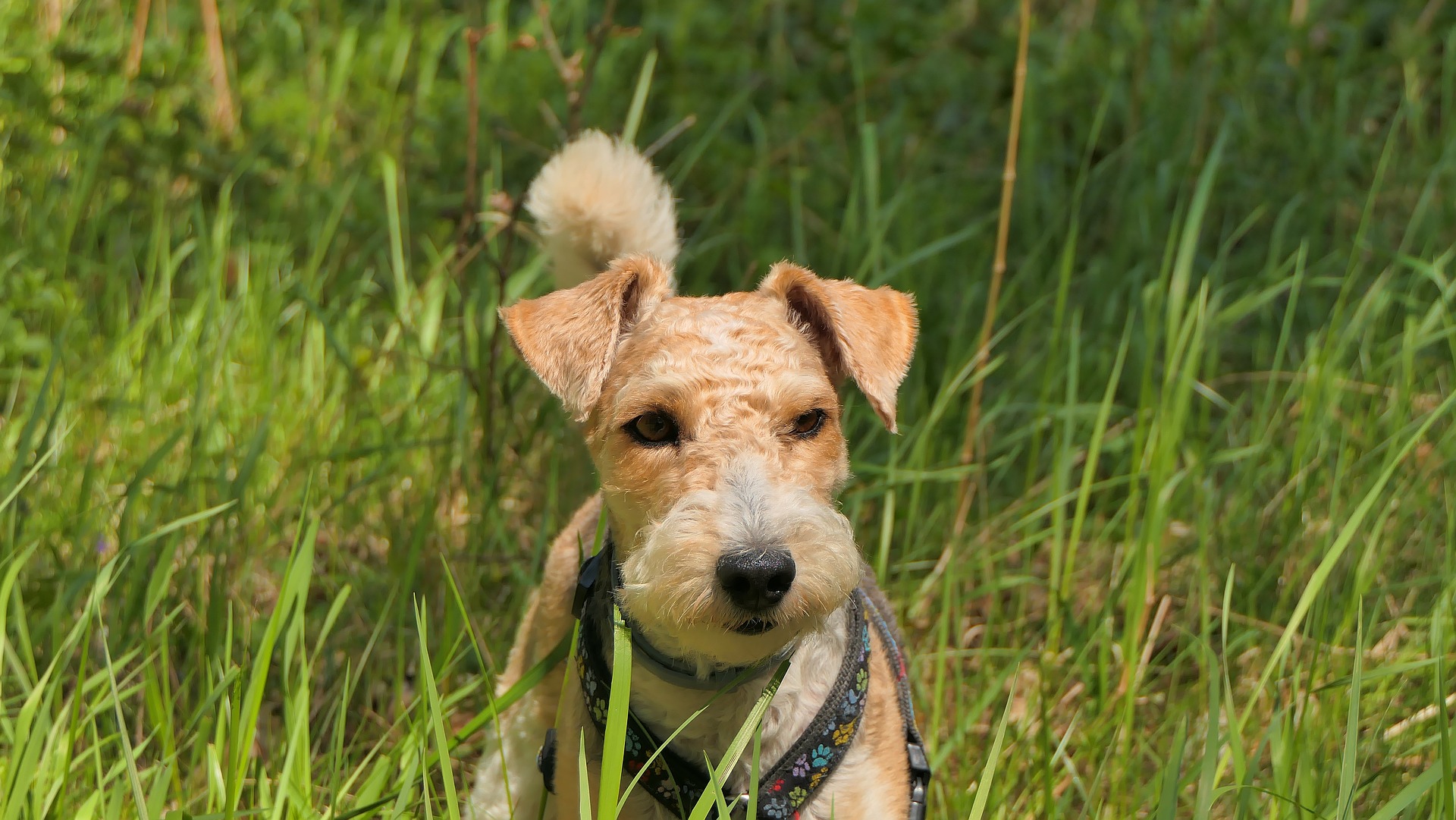 Razze di cani piccole: il Fox Terrier a pelo ruvido