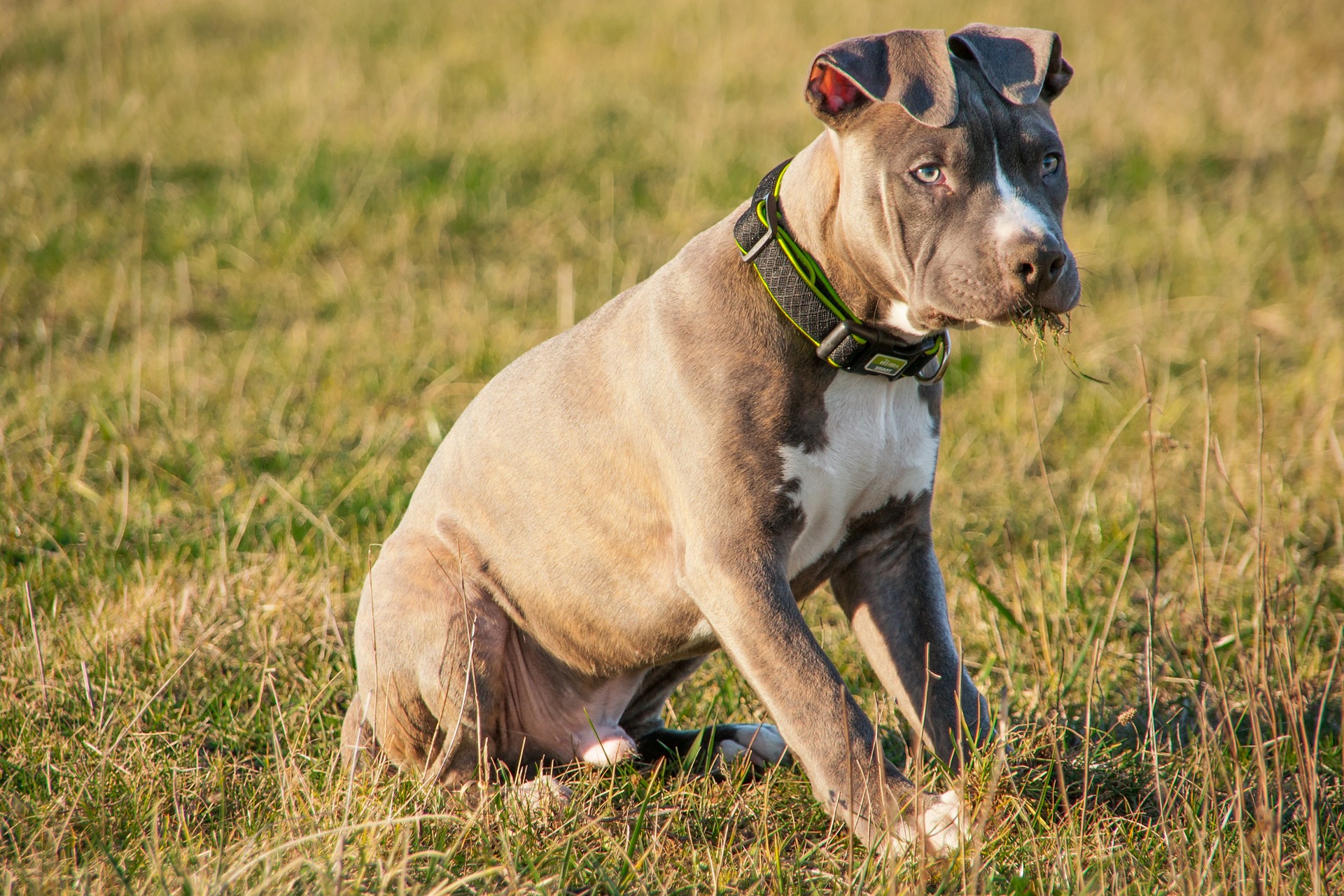 Razze di cani di taglia media: American Staffordshire Terrier
