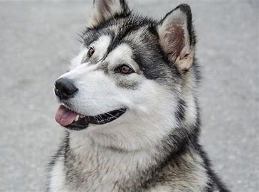 Razze di Cani Grandi:  Alaskan Malamute