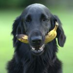 Frutta tossica per cani