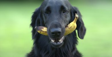Frutta tossica per cani